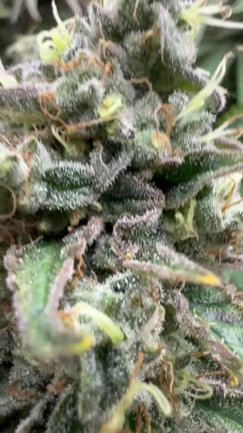 Amaretto Tarmac & Georgia Pie 2025