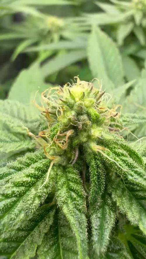 Amaretto Tarmac & Georgia Pie 2025