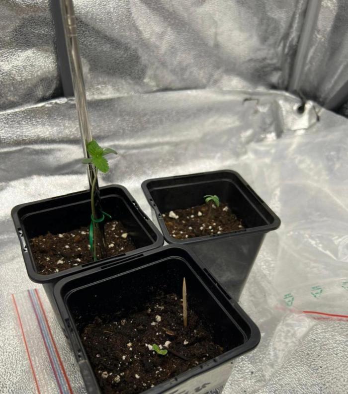 Amaretto Tarmac & Georgia Pie 2025. Week 0