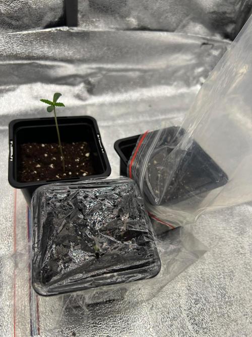 Apple Fritter & Strawberry Cough. Week 0 - Apple Fritter germ good, i had to swap the other seeds
