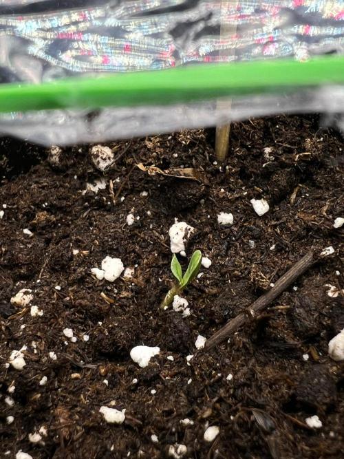 Apple Fritter & Strawberry Cough. Week 0