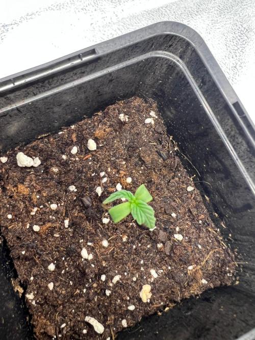 Apple Fritter & Strawberry Cough. Week 0