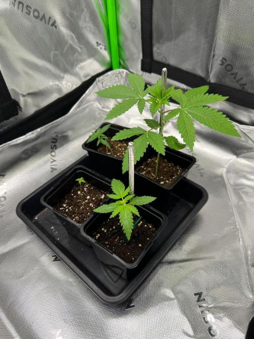 Apple Fritter & Strawberry Cough. Week 1