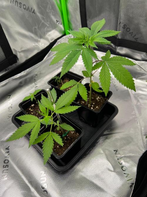 Apple Fritter & Strawberry Cough. Week 1