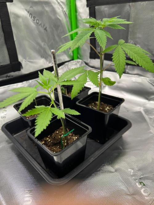 Apple Fritter & Strawberry Cough. Week 1