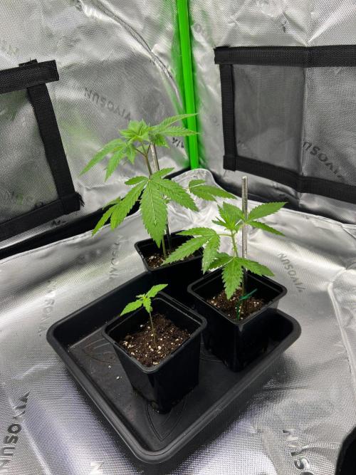 Apple Fritter & Strawberry Cough. Week 1