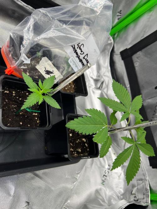 Apple Fritter & Strawberry Cough. Week 1