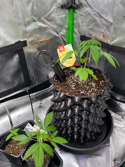 Apple Fritter & Strawberry Cough. Week 2