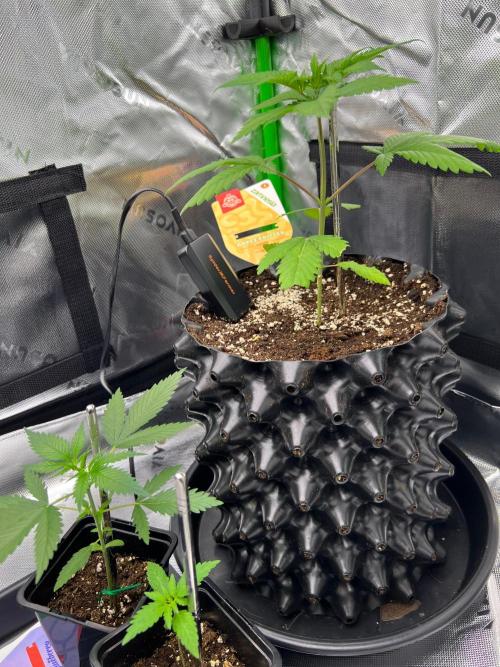 Apple Fritter & Strawberry Cough. Week 2