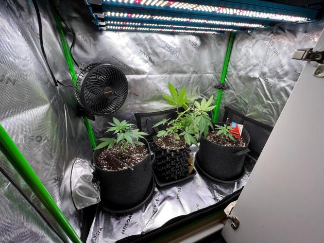 Apple Fritter & Strawberry Cough. Week 3