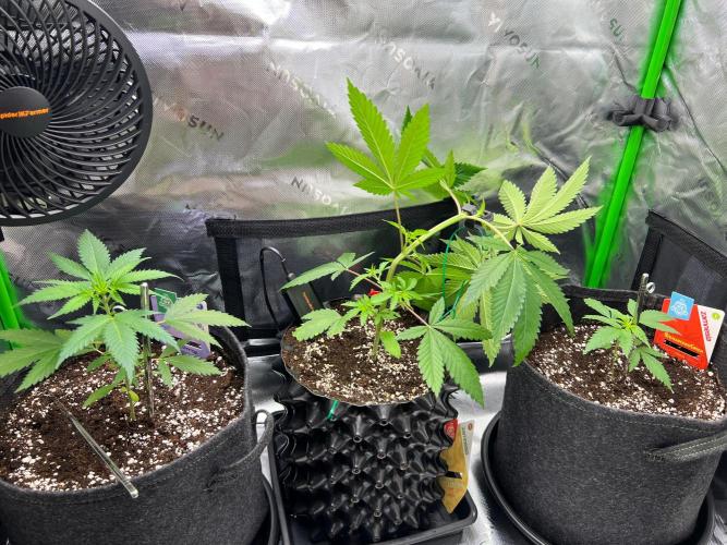 Apple Fritter & Strawberry Cough. Week 3