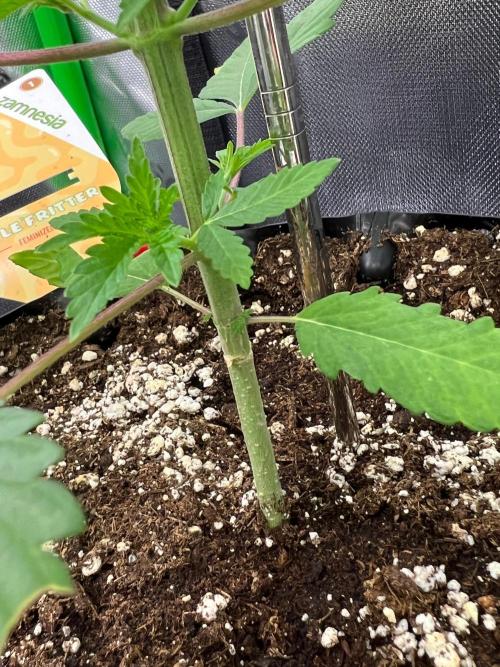 Apple Fritter & Strawberry Cough. Week 3