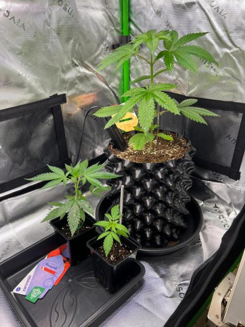 Apple Fritter & Strawberry Cough. Week 3