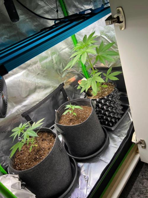 Apple Fritter & Strawberry Cough. Week 3