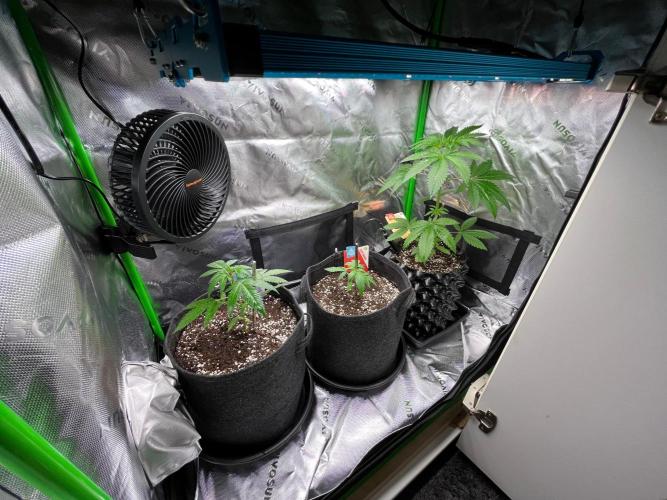 Apple Fritter & Strawberry Cough. Week 3