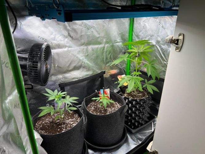 Apple Fritter & Strawberry Cough. Week 3