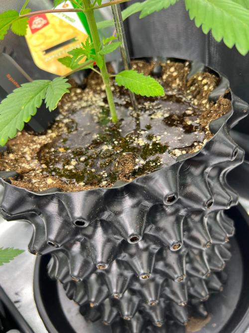 Apple Fritter & Strawberry Cough. Week 3