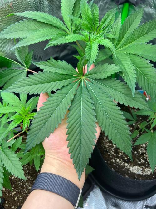 Apple Fritter & Strawberry Cough. Week 4