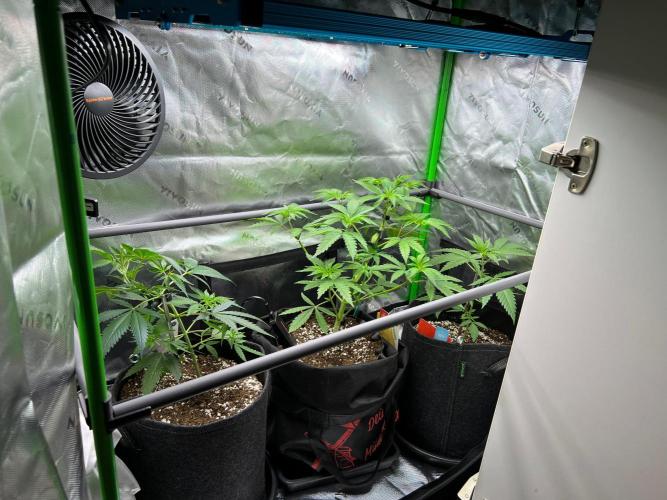 Apple Fritter & Strawberry Cough. Week 4