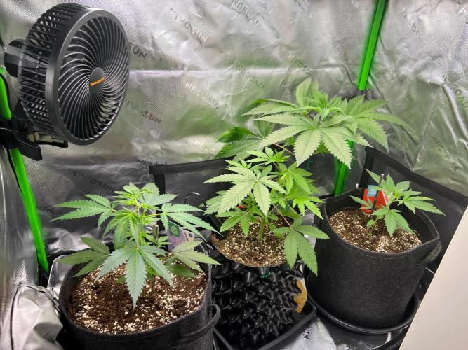 Apple Fritter & Strawberry Cough. Week 4