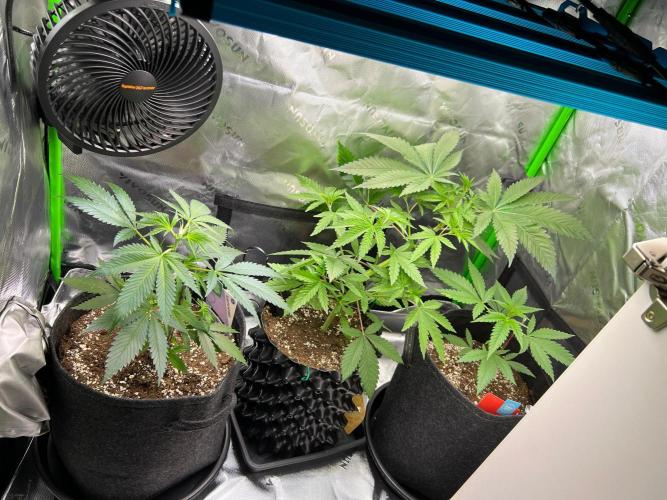 Apple Fritter & Strawberry Cough. Week 4