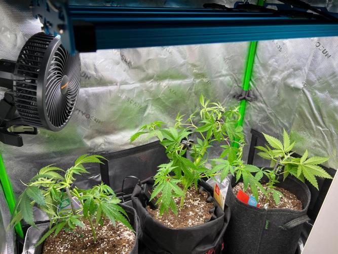 Apple Fritter & Strawberry Cough. Week 4