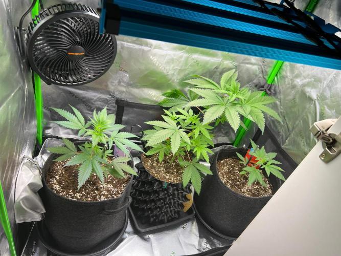 Apple Fritter & Strawberry Cough. Week 4