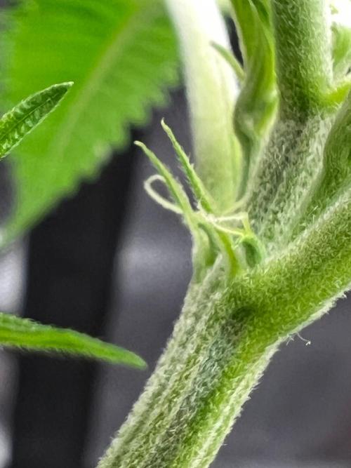 Apple Fritter & Strawberry Cough. Week 5