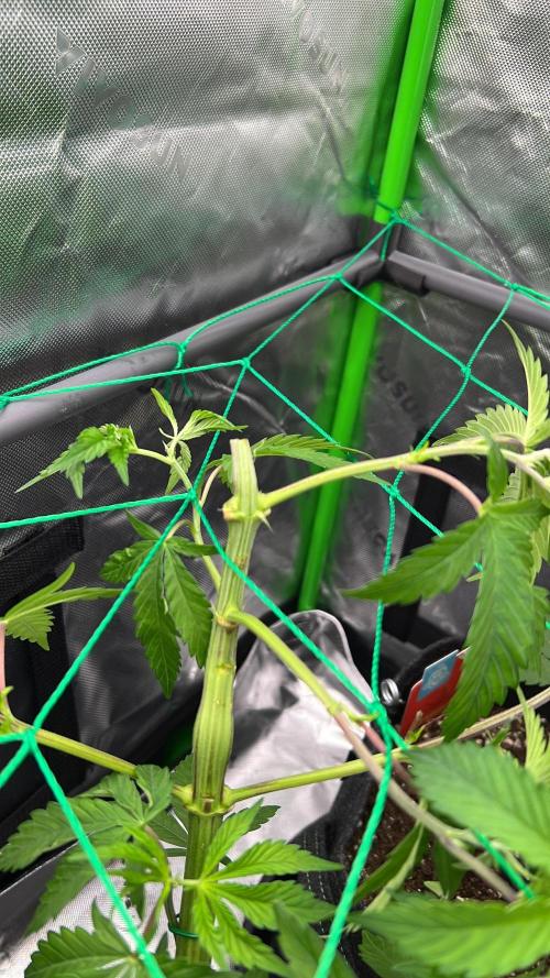 Apple Fritter & Strawberry Cough. Week 5