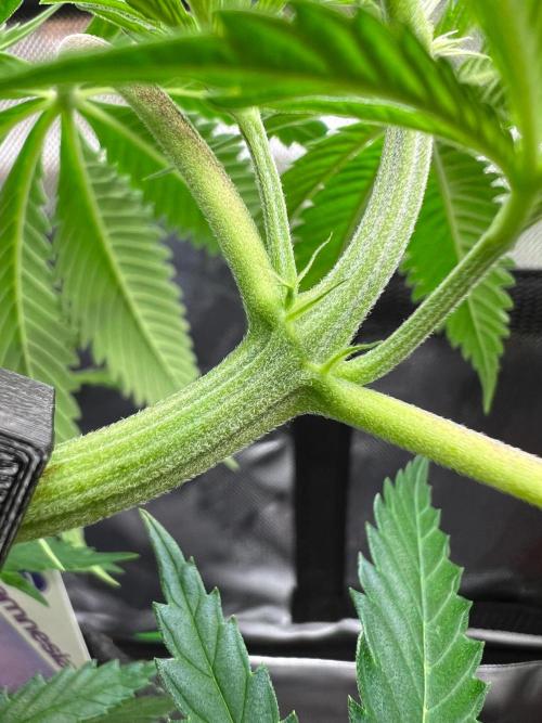 Apple Fritter & Strawberry Cough. Week 5