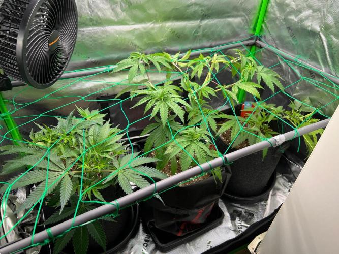 Apple Fritter & Strawberry Cough. Week 5