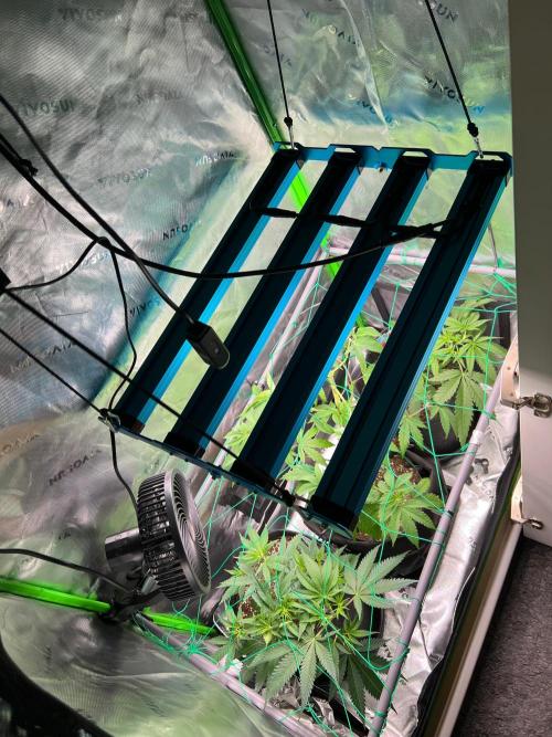 Apple Fritter & Strawberry Cough. Week 5