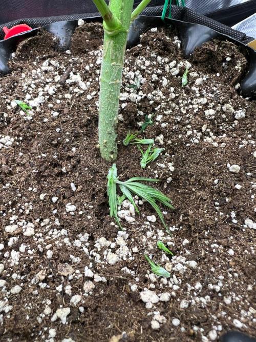 Apple Fritter & Strawberry Cough. Week 5