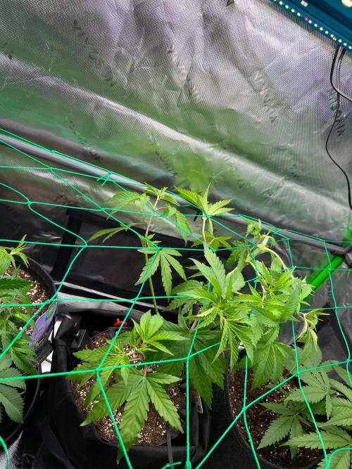 Apple Fritter & Strawberry Cough. Week 5