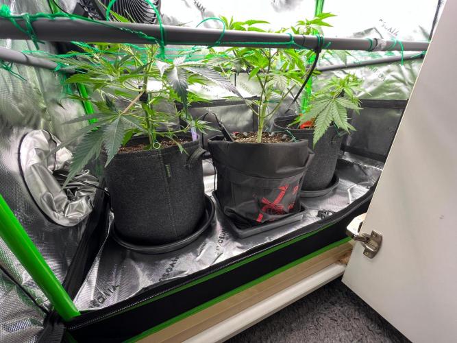 Apple Fritter & Strawberry Cough. Week 6