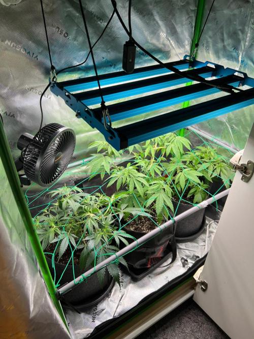 Apple Fritter & Strawberry Cough. Week 6