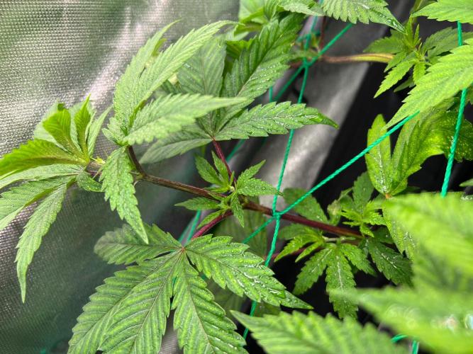 Apple Fritter & Strawberry Cough. Week 6