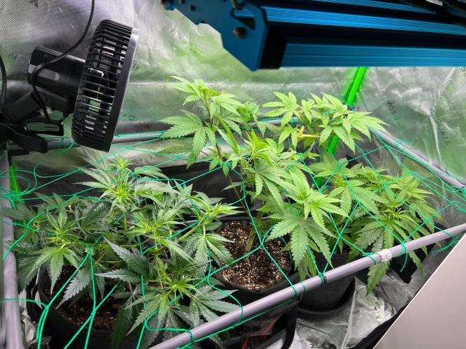 Apple Fritter & Strawberry Cough. Week 6