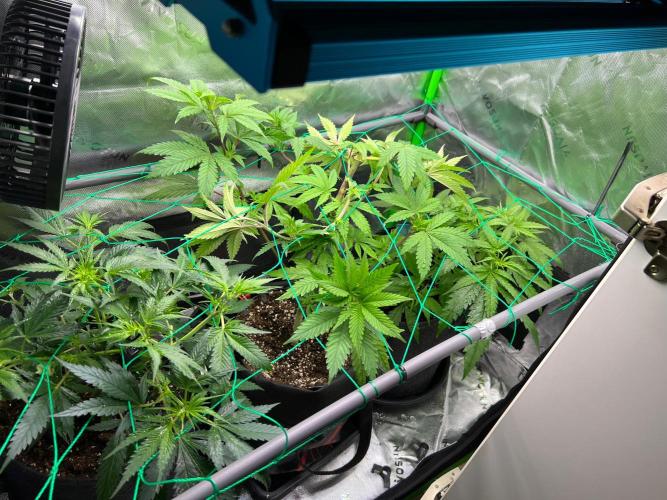 Apple Fritter & Strawberry Cough. Week 6