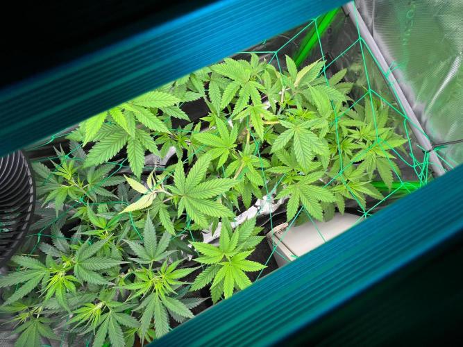 Apple Fritter & Strawberry Cough. Week 6