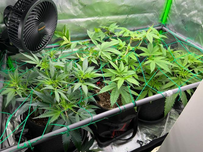 Apple Fritter & Strawberry Cough. Week 6