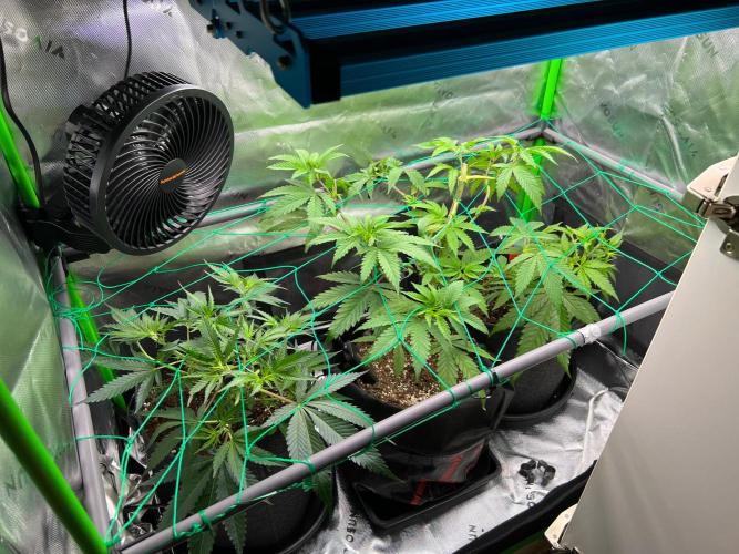 Apple Fritter & Strawberry Cough. Week 6