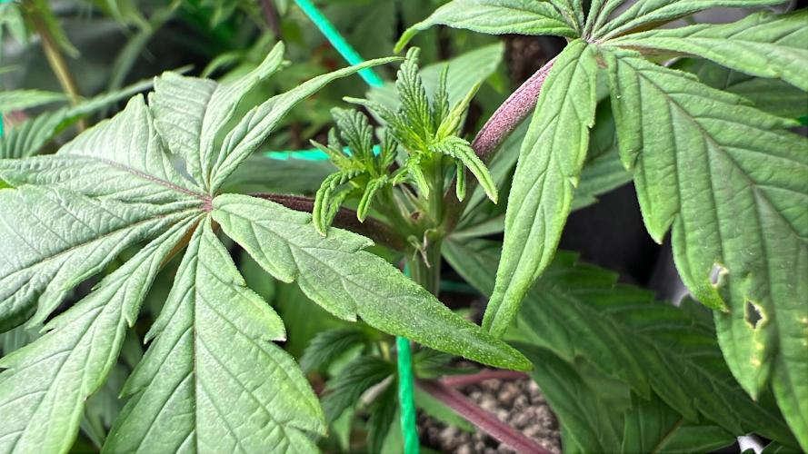 Apple Fritter & Strawberry Cough. Week 7