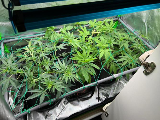 Apple Fritter & Strawberry Cough. Week 7