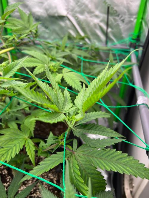 Apple Fritter & Strawberry Cough. Week 7