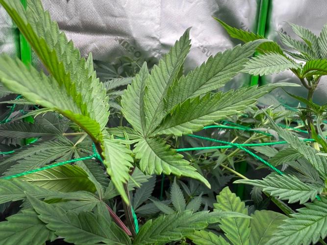 Apple Fritter & Strawberry Cough. Week 7