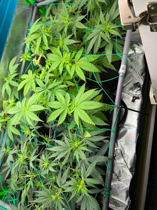 Apple Fritter & Strawberry Cough. Week 7