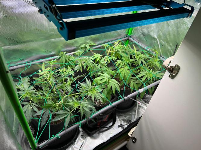 Apple Fritter & Strawberry Cough. Week 7