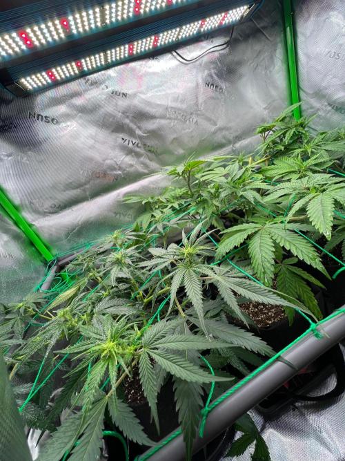 Apple Fritter & Strawberry Cough. Week 8