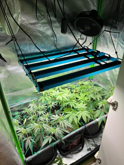 Apple Fritter & Strawberry Cough. Week 8